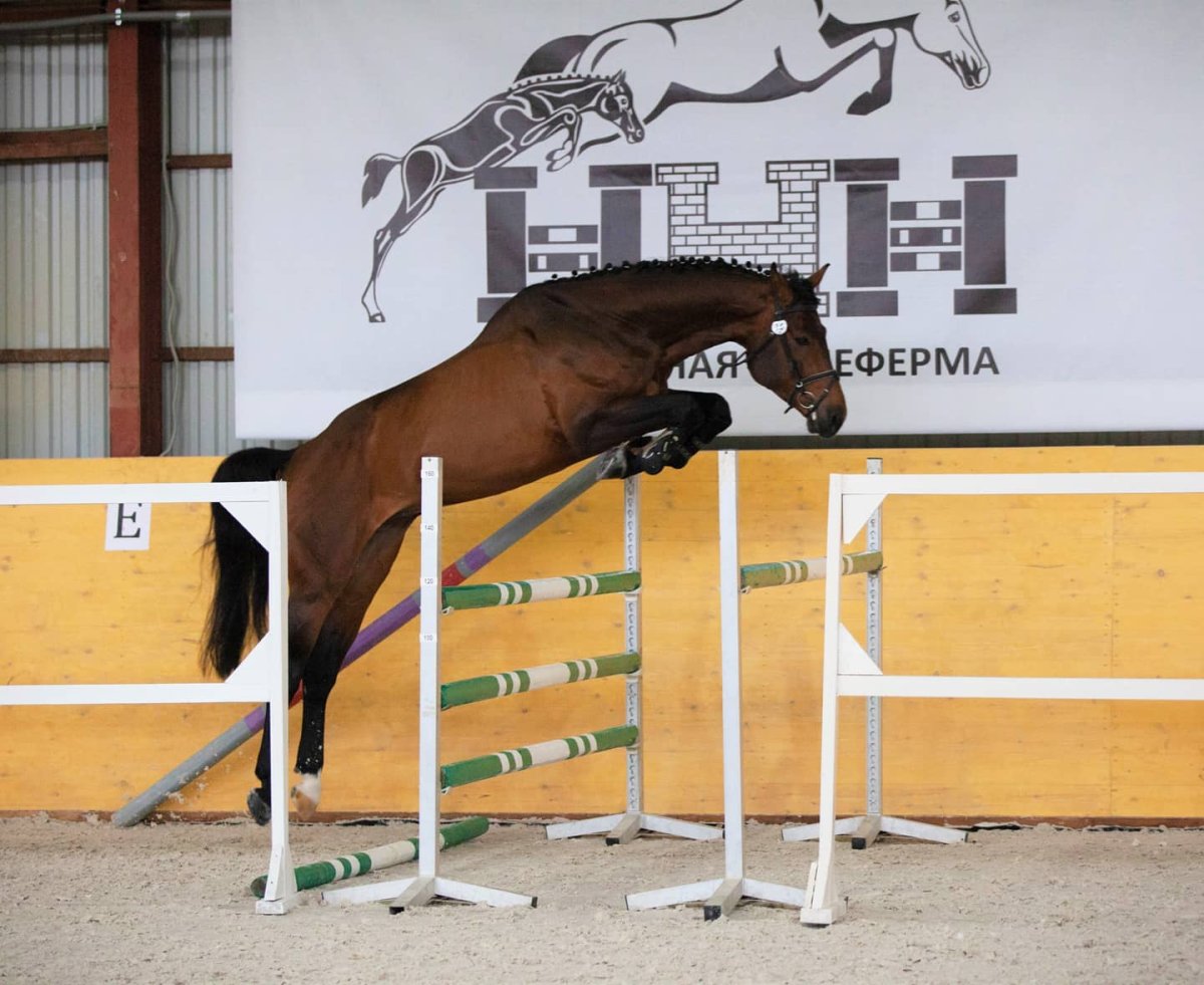 Ганноверская порода лошадей