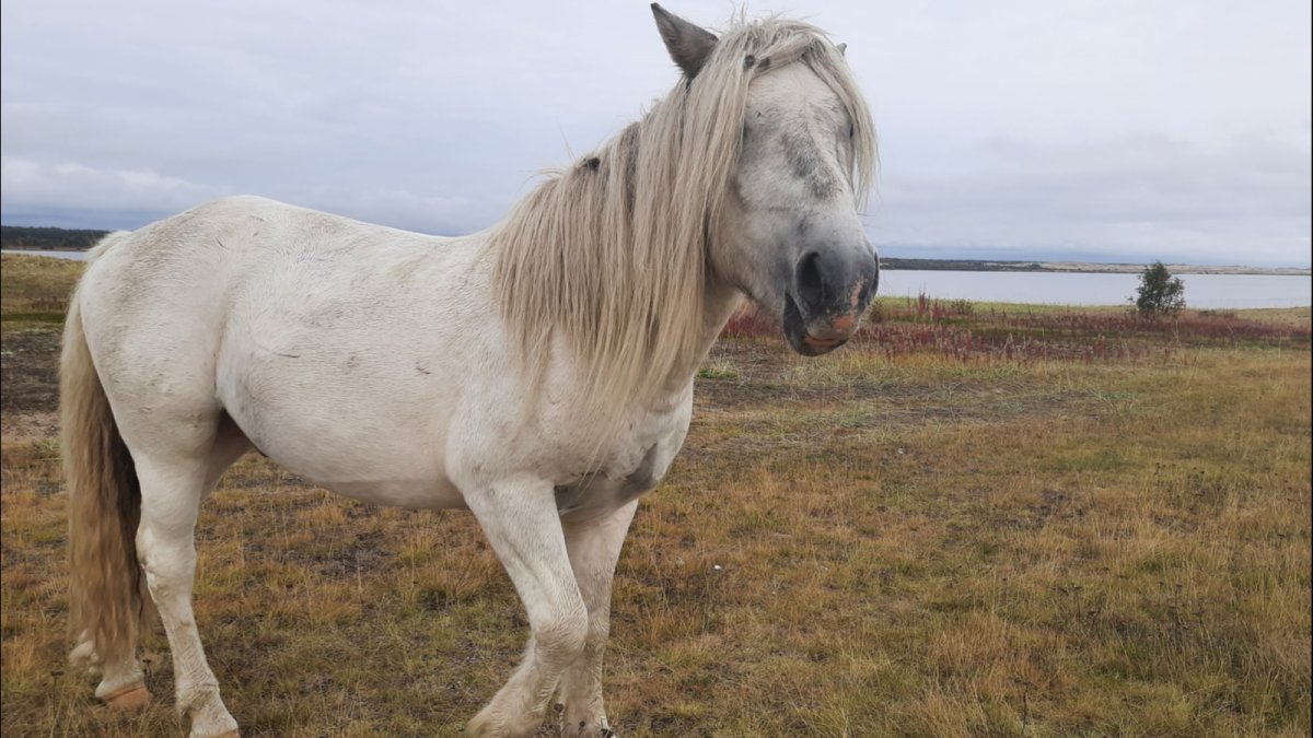 Дикие лошади в Мурманской области Кузомень