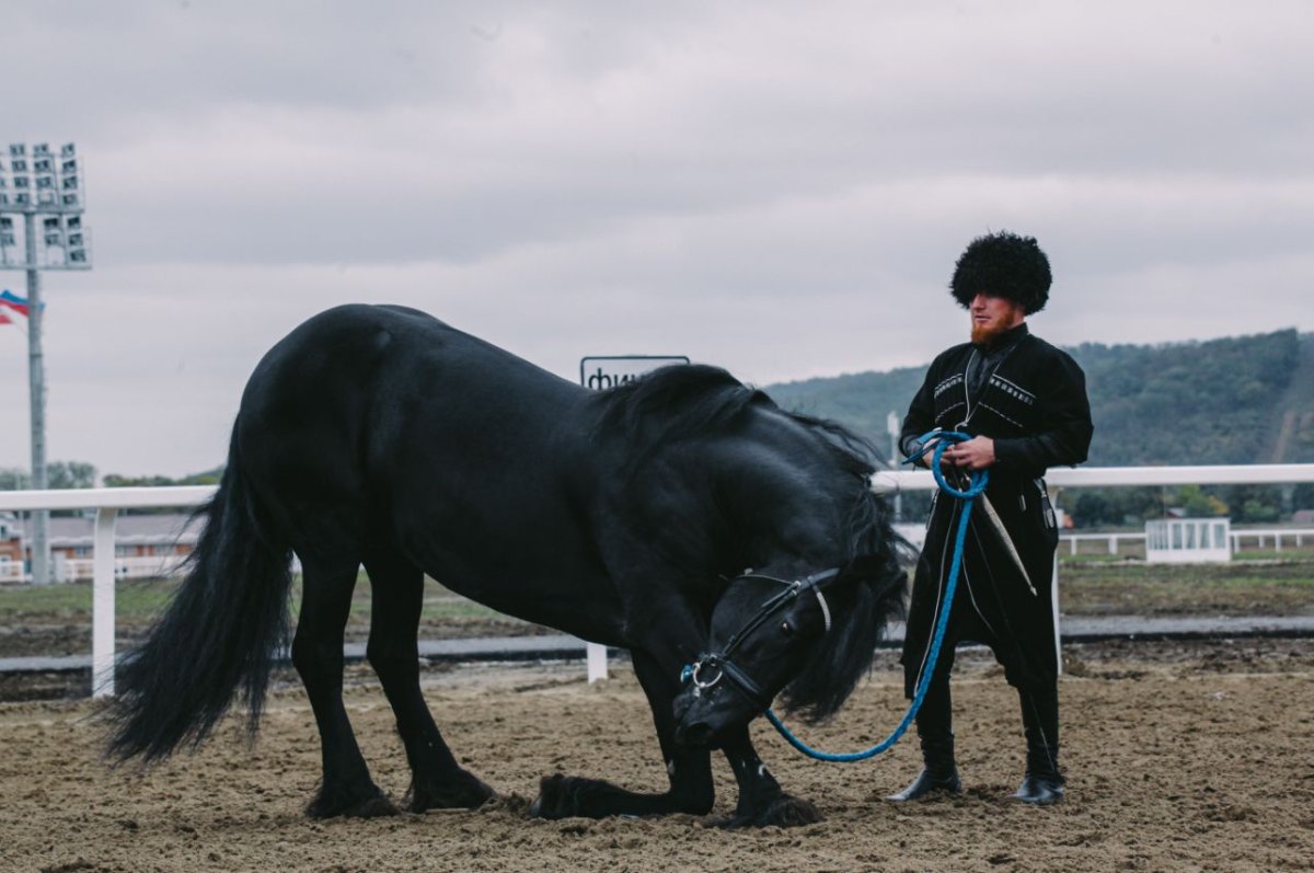 Жеребец Рамзана Кадырова