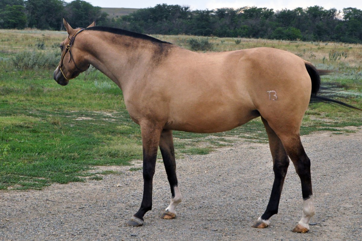 Хакасия лошади