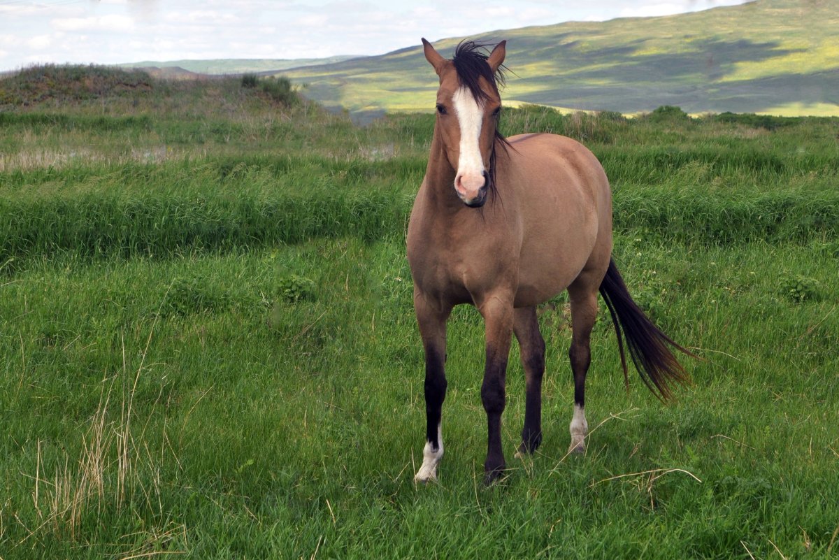 Саврасость у лошади