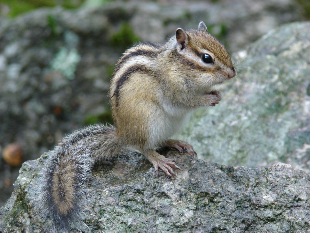Ильменский заповедник животные