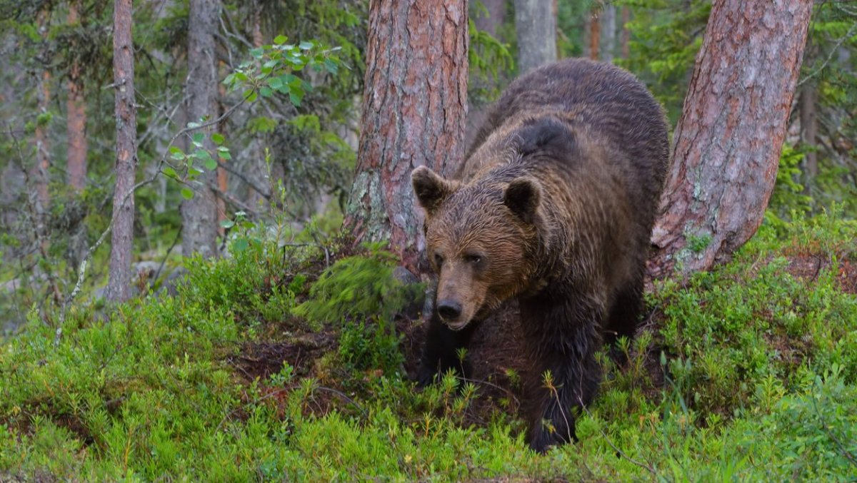 Фауна Ильменского заповедника