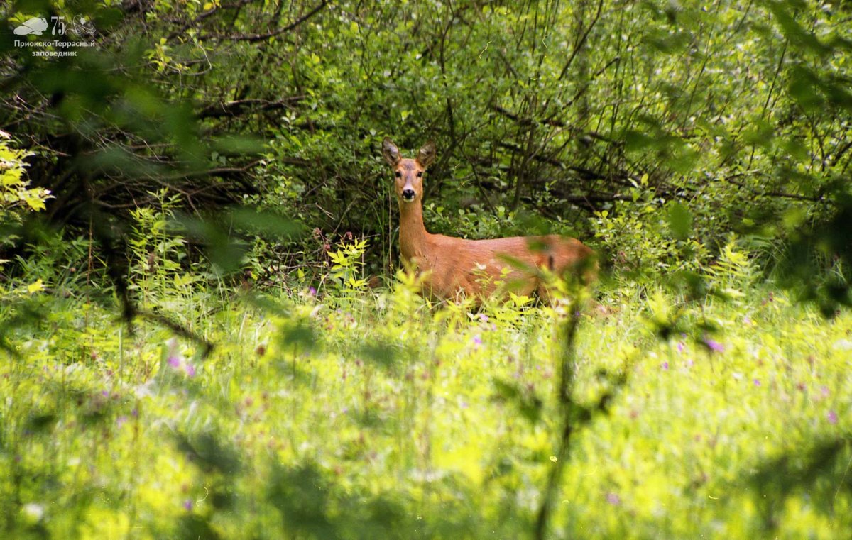 Приокско-Террасный заповедник волки