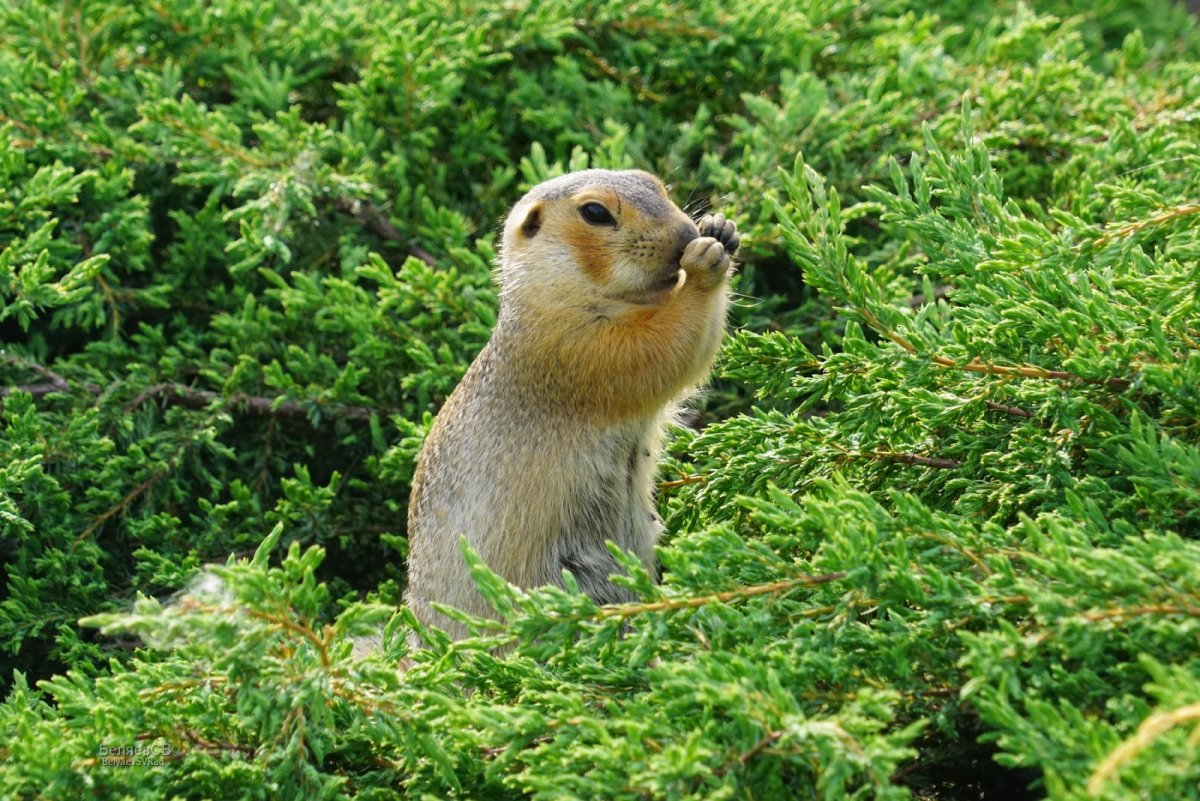 Фауна Ильменского заповедника