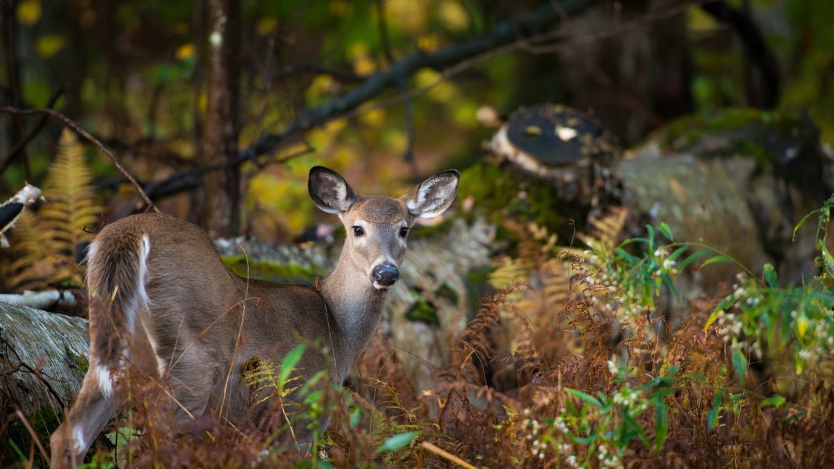 Широколиственные леса косуля