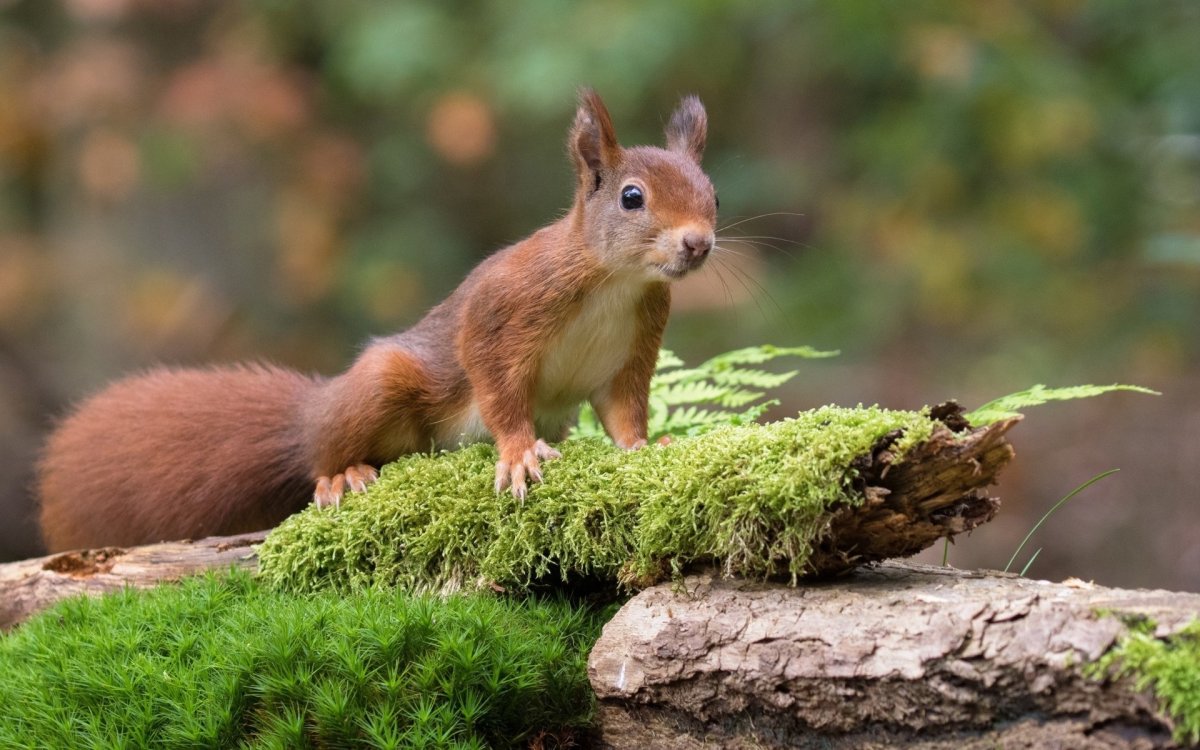 Животные средней полосы