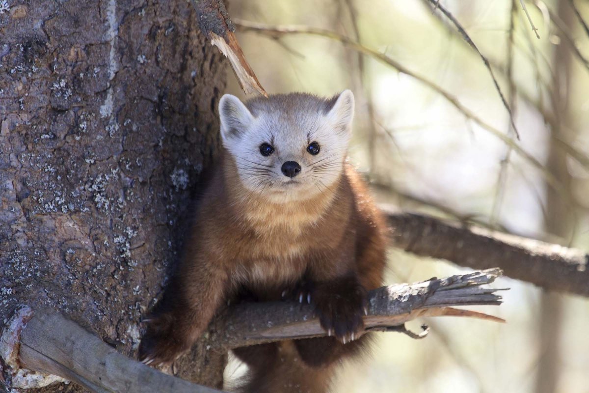 Баргузинский заповедник Соболь