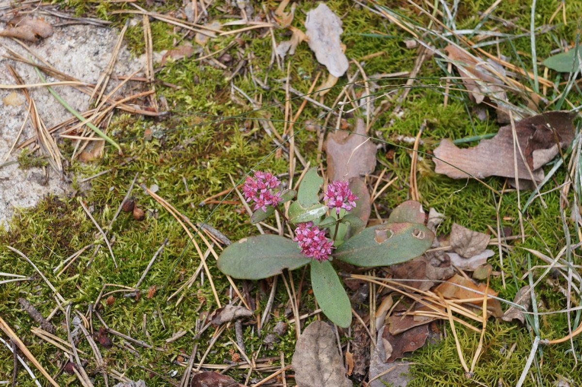 Ильменский заповедник растения
