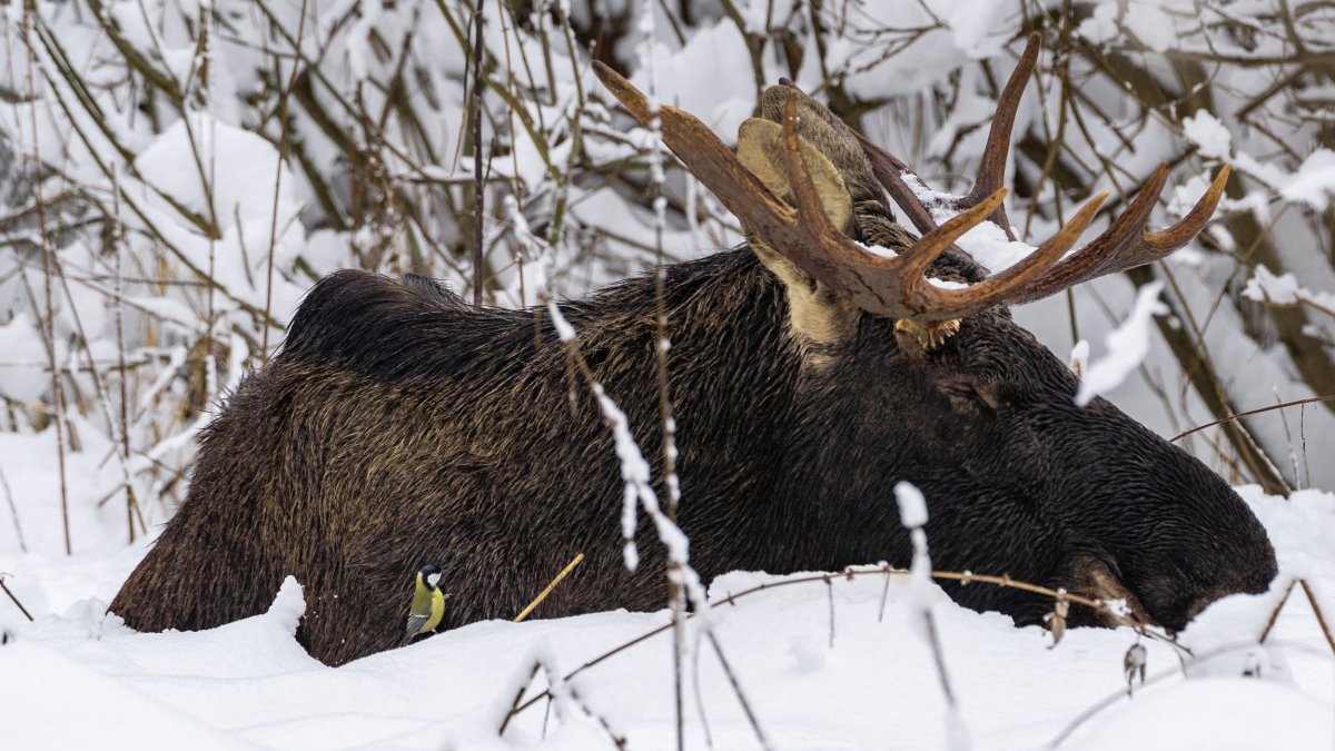 Кабаны в Лосином острове