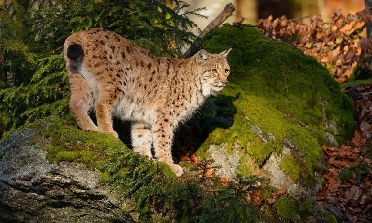 Рысь Кроноцкий заповедник
