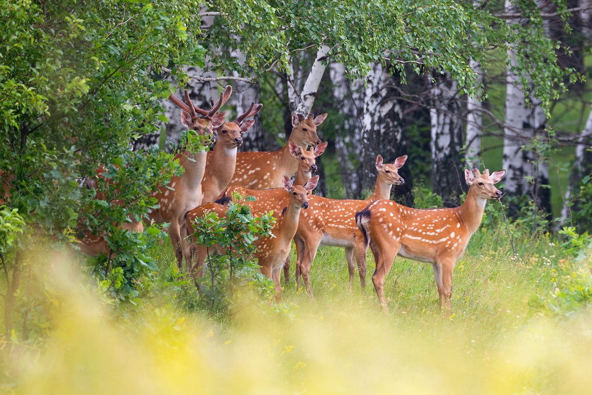 Олений парк Липецк Краснинский район