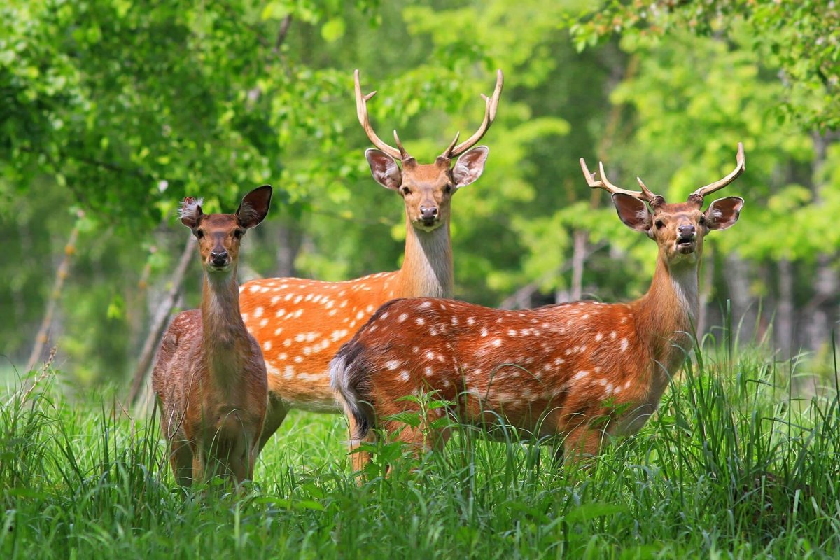 Лазовский заповедник пятнистый олень
