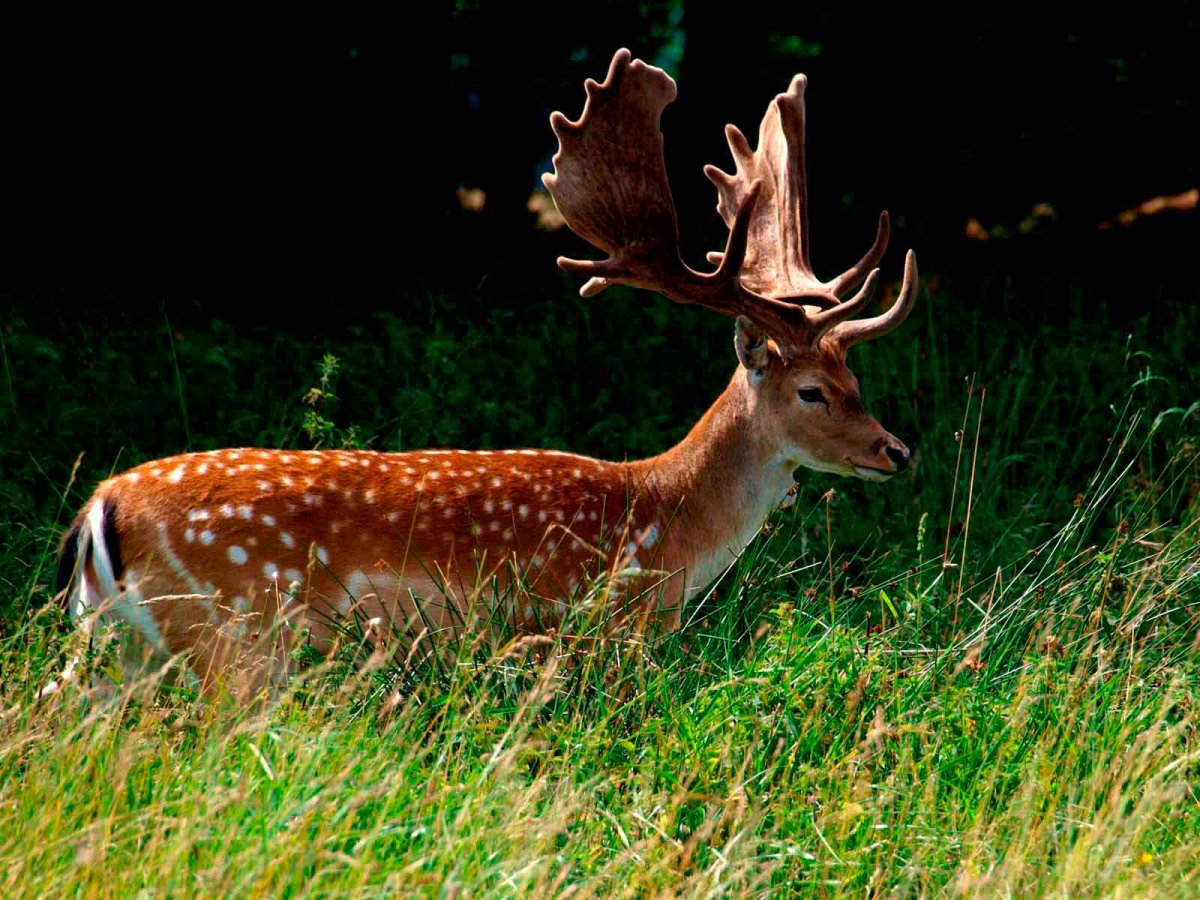 Ильменский заповедник пятнистый олень