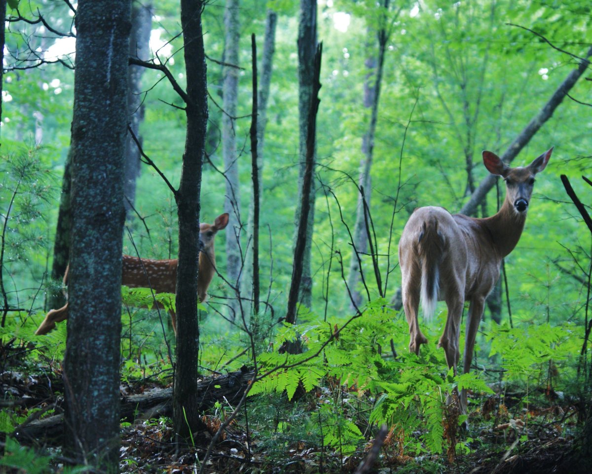 Южно-Уральский заповедник Башкортостана животные