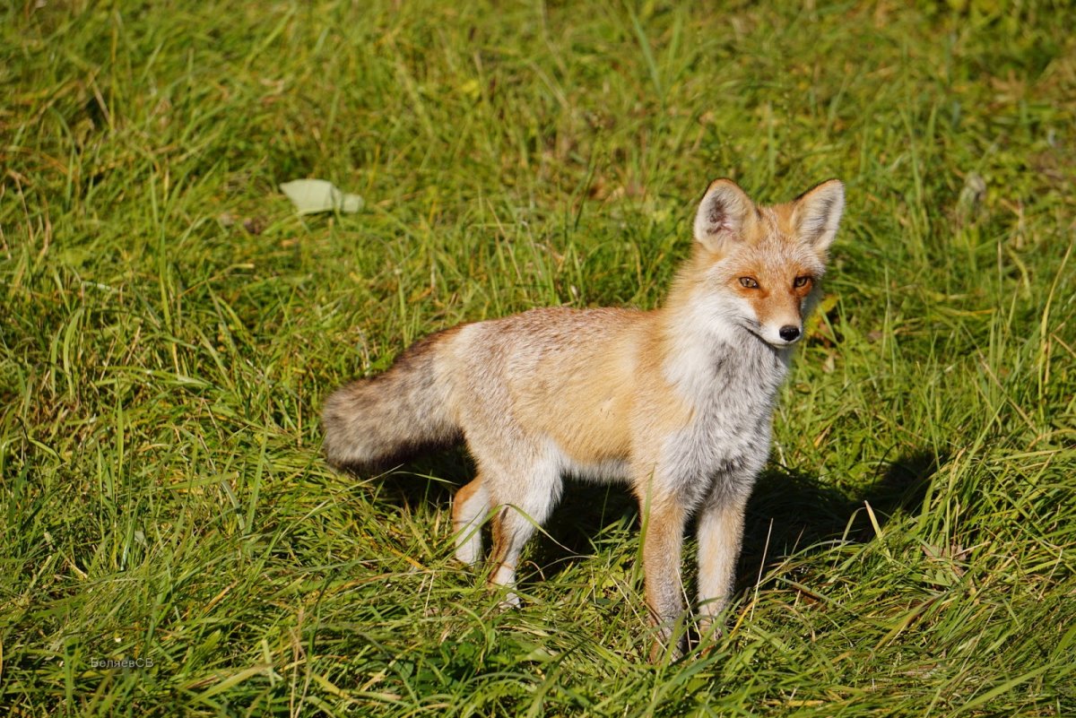 Ильменский минералогический заповедник фауна