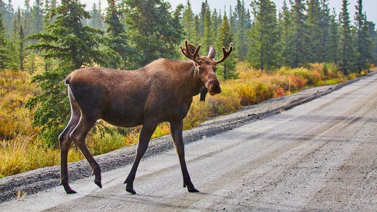 Аляскинский Лось