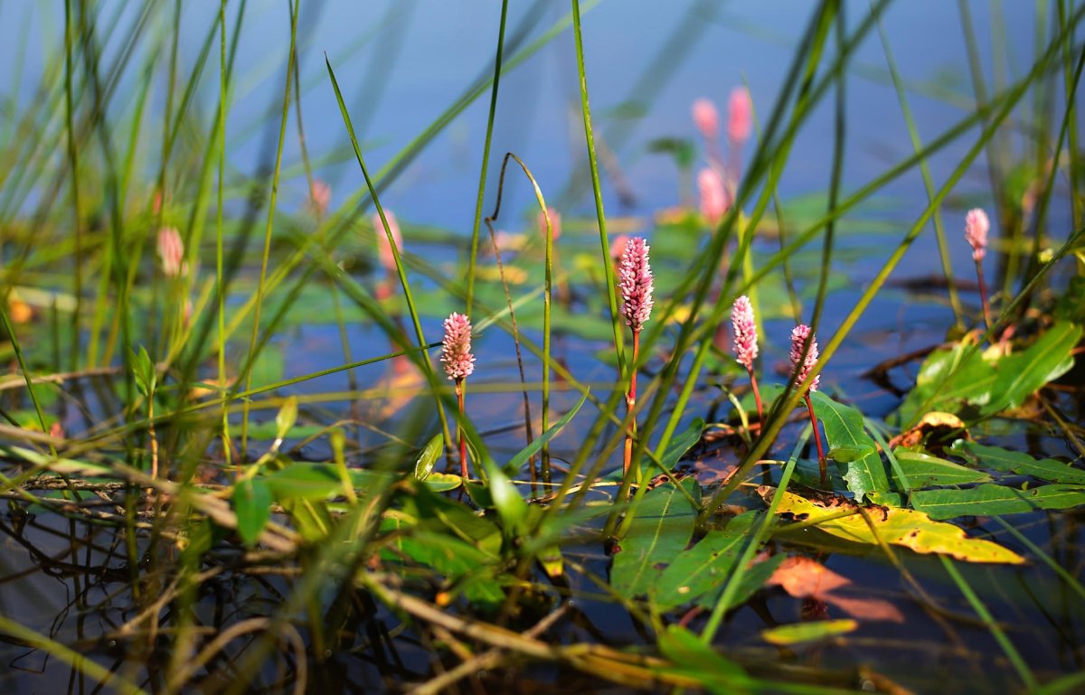 Ильмень заповедник Флора и фауна
