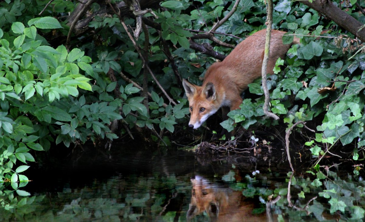 Печоро-Илычский заповедник Соболь