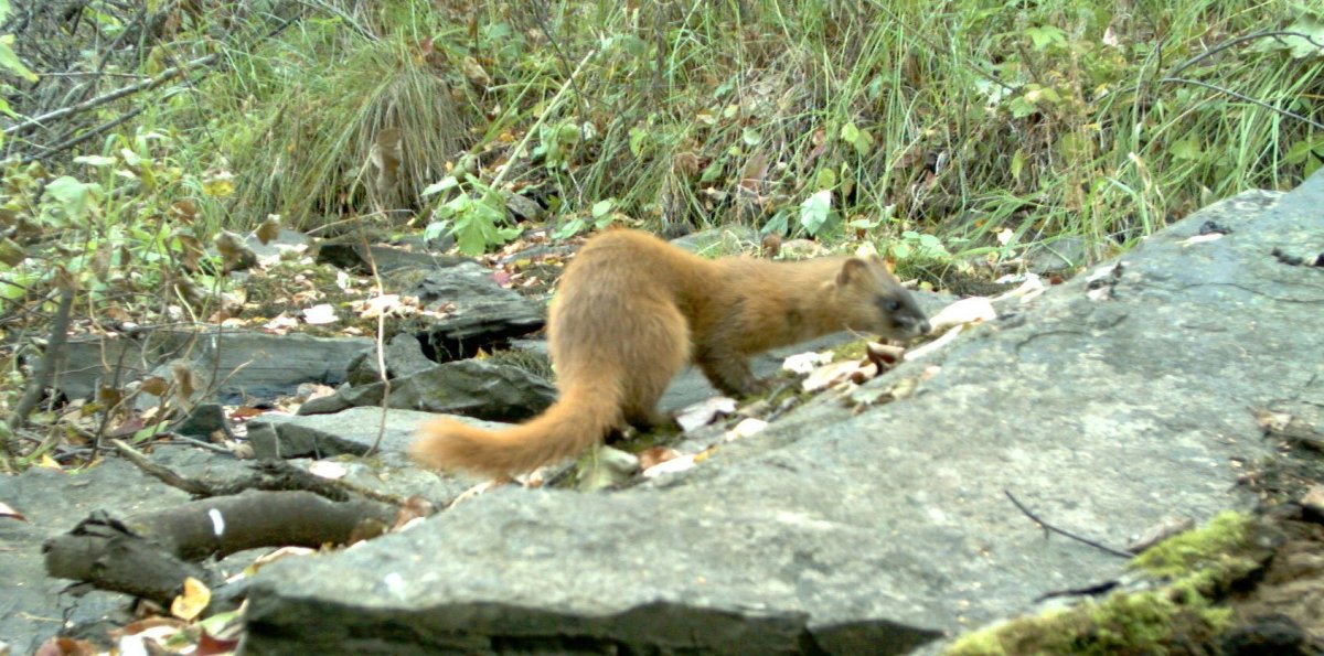 Комсомольский заповедник животные