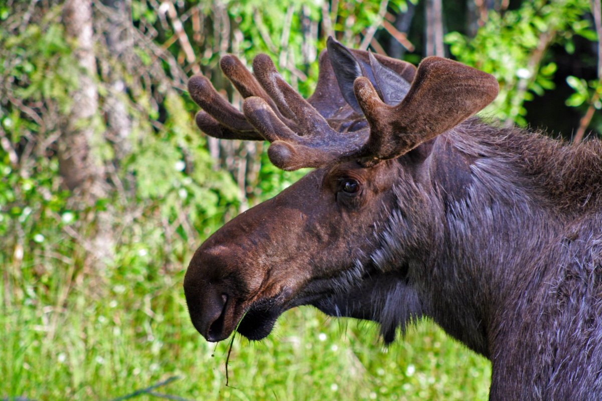 Канадский Лось