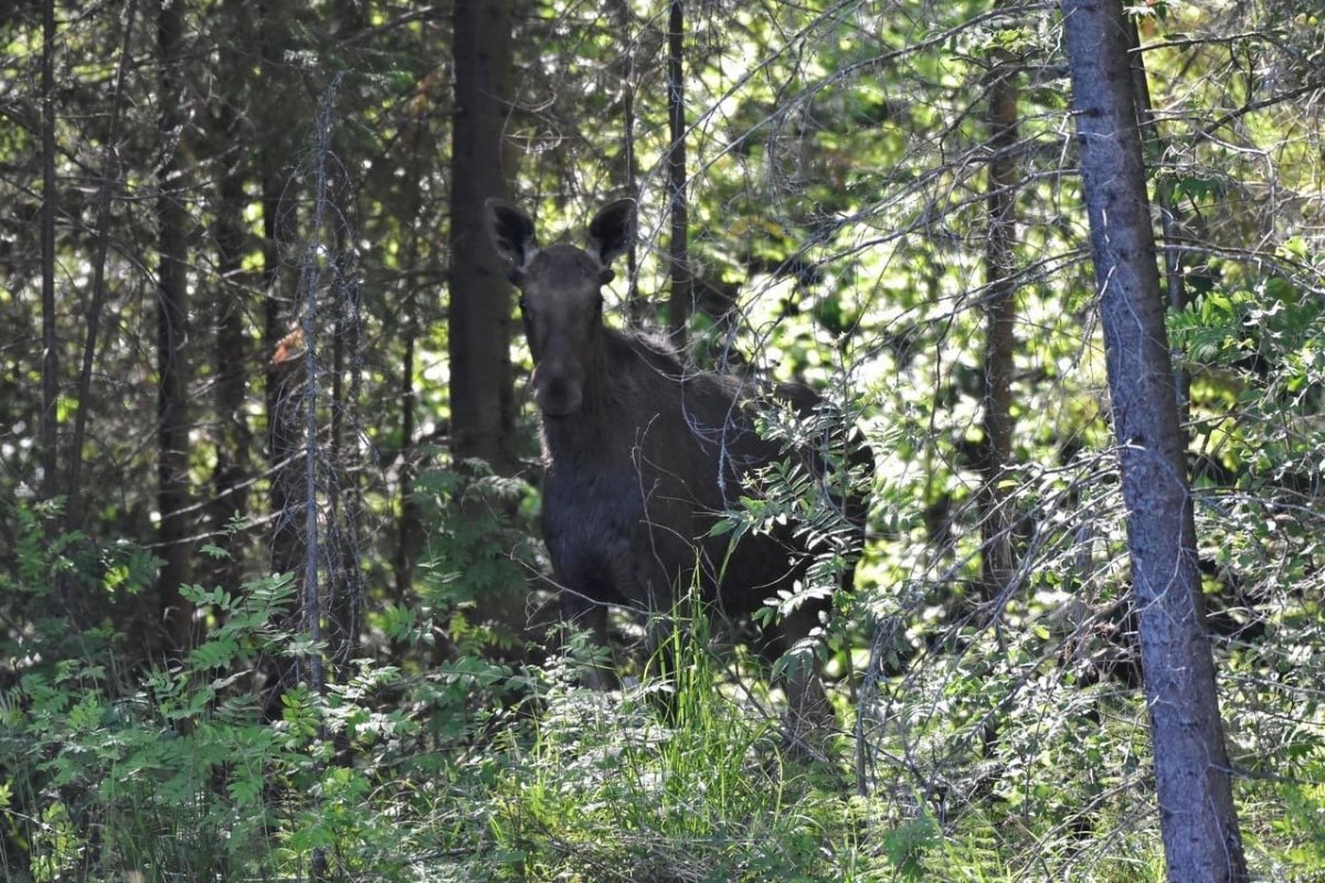 Лось в Пермском крае