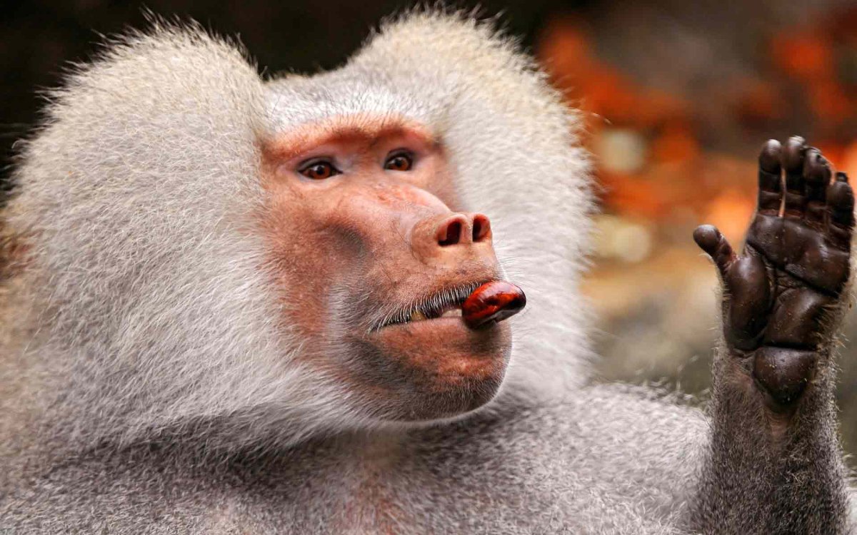 Павиан Бабуин