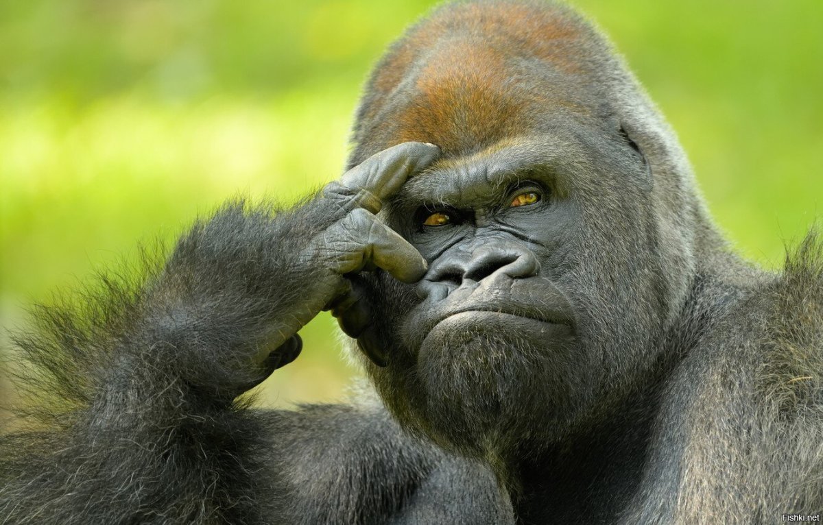 Задумчивый шимпанзе