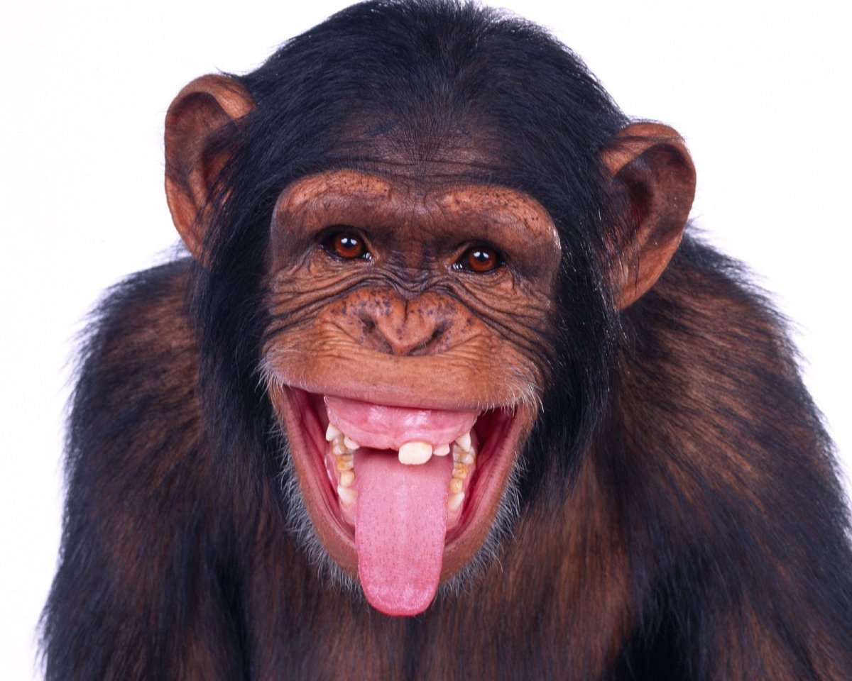 Смешные обезьяны