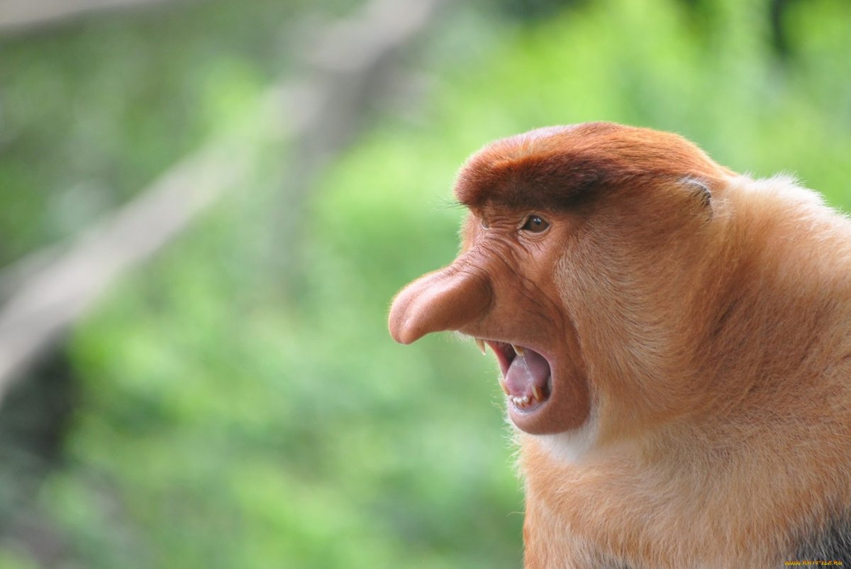 Обезьяна носач