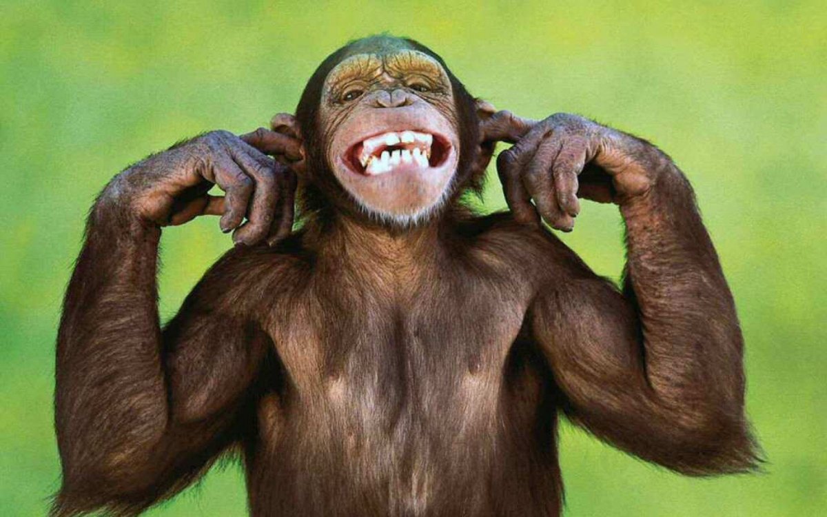 Прикольные обезьяны