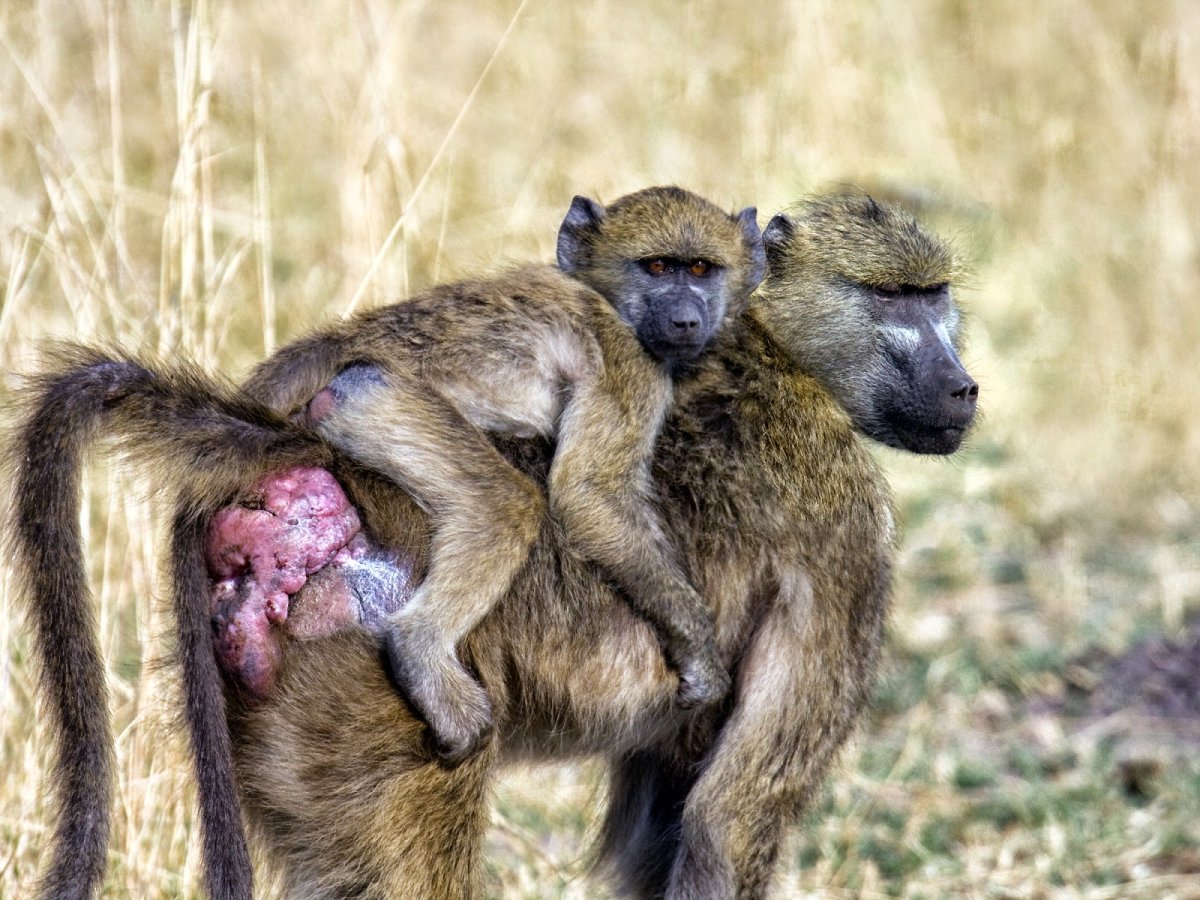 Африканский Бабуин