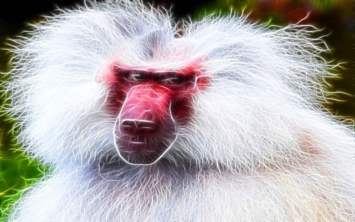 Плащеносный павиан