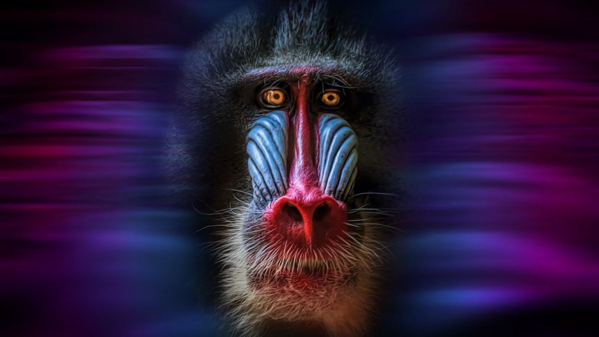 Павиан Мандрил