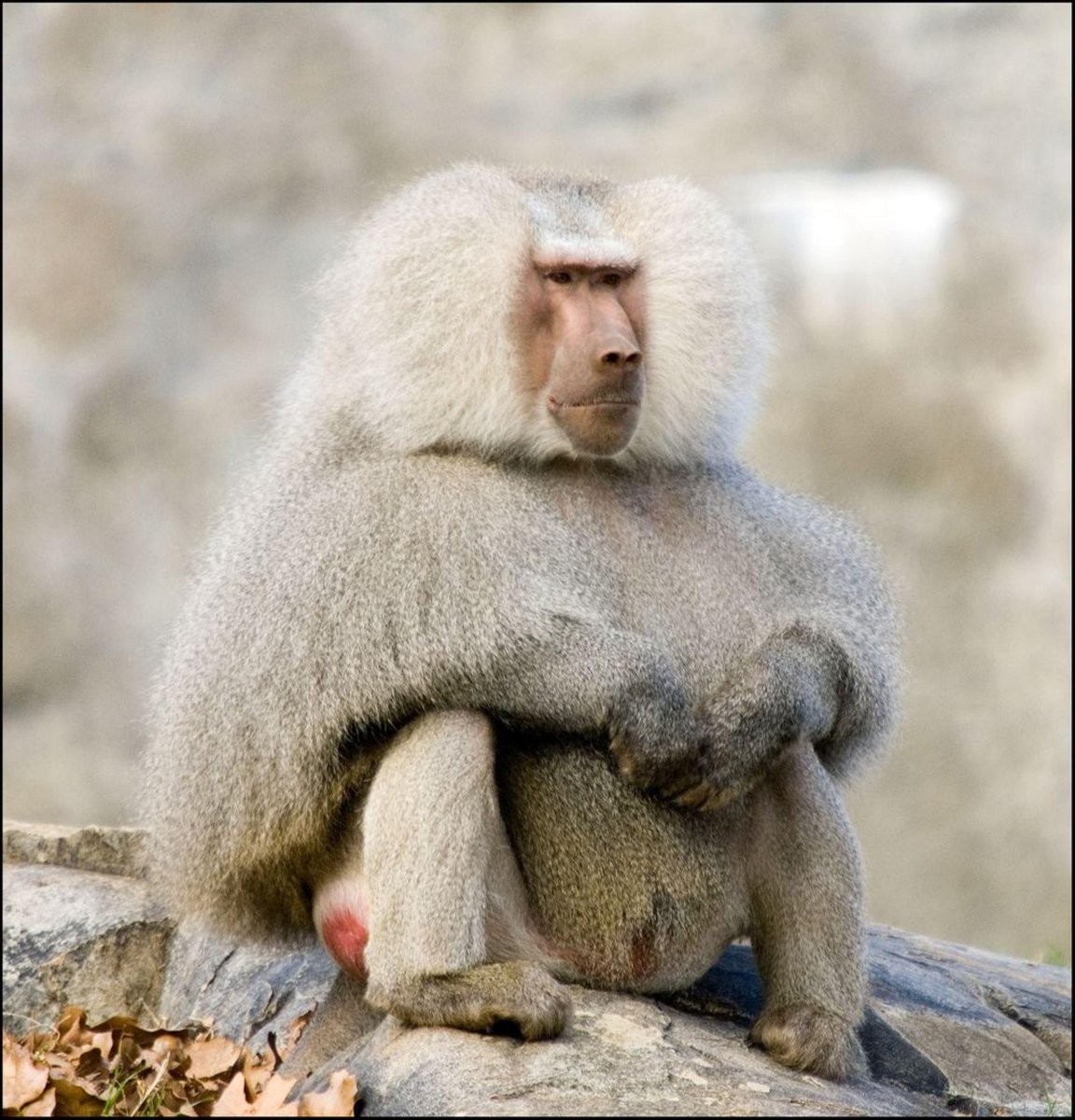 Бабуин Джек