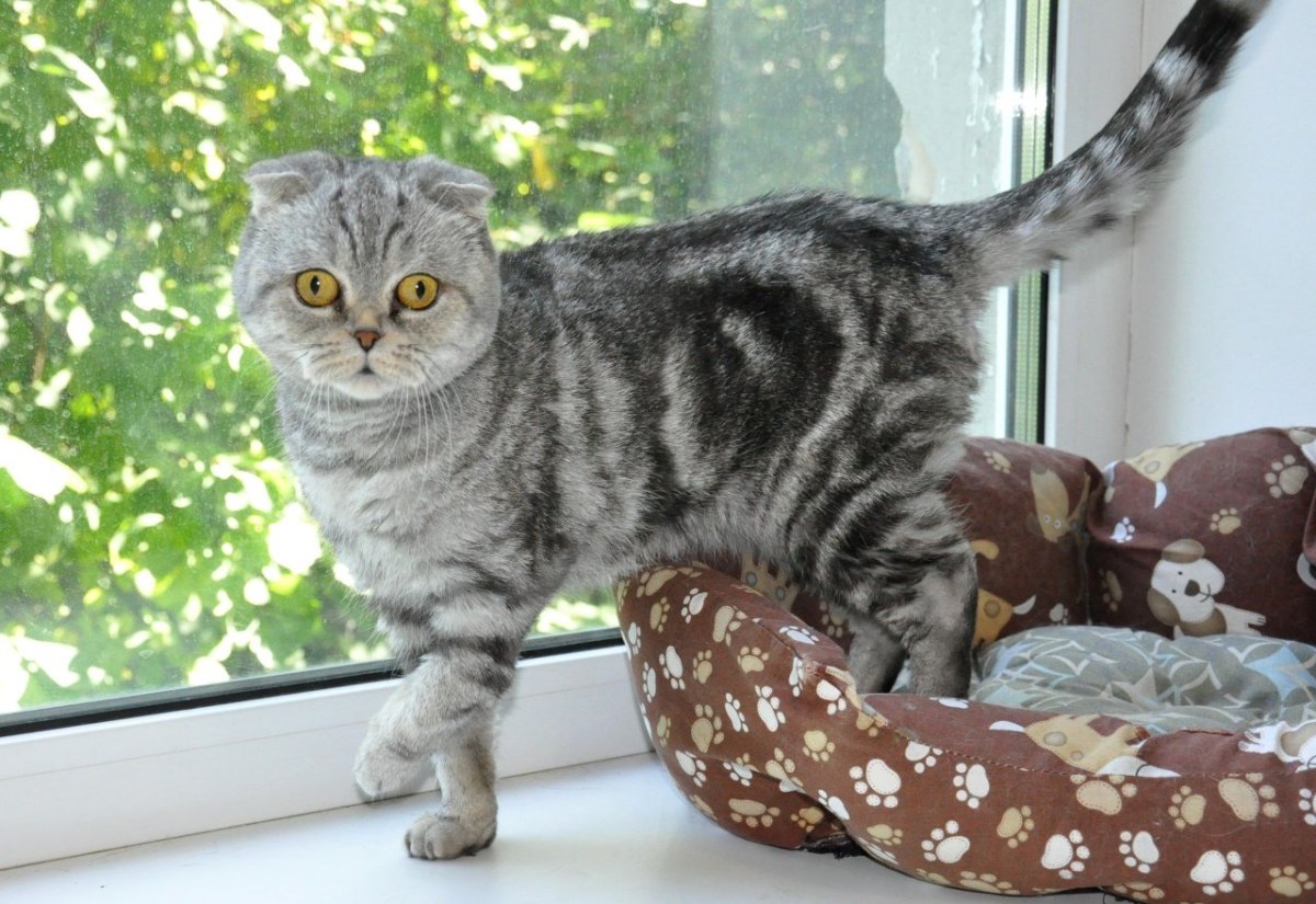 Бенгальская вислоухая кошка