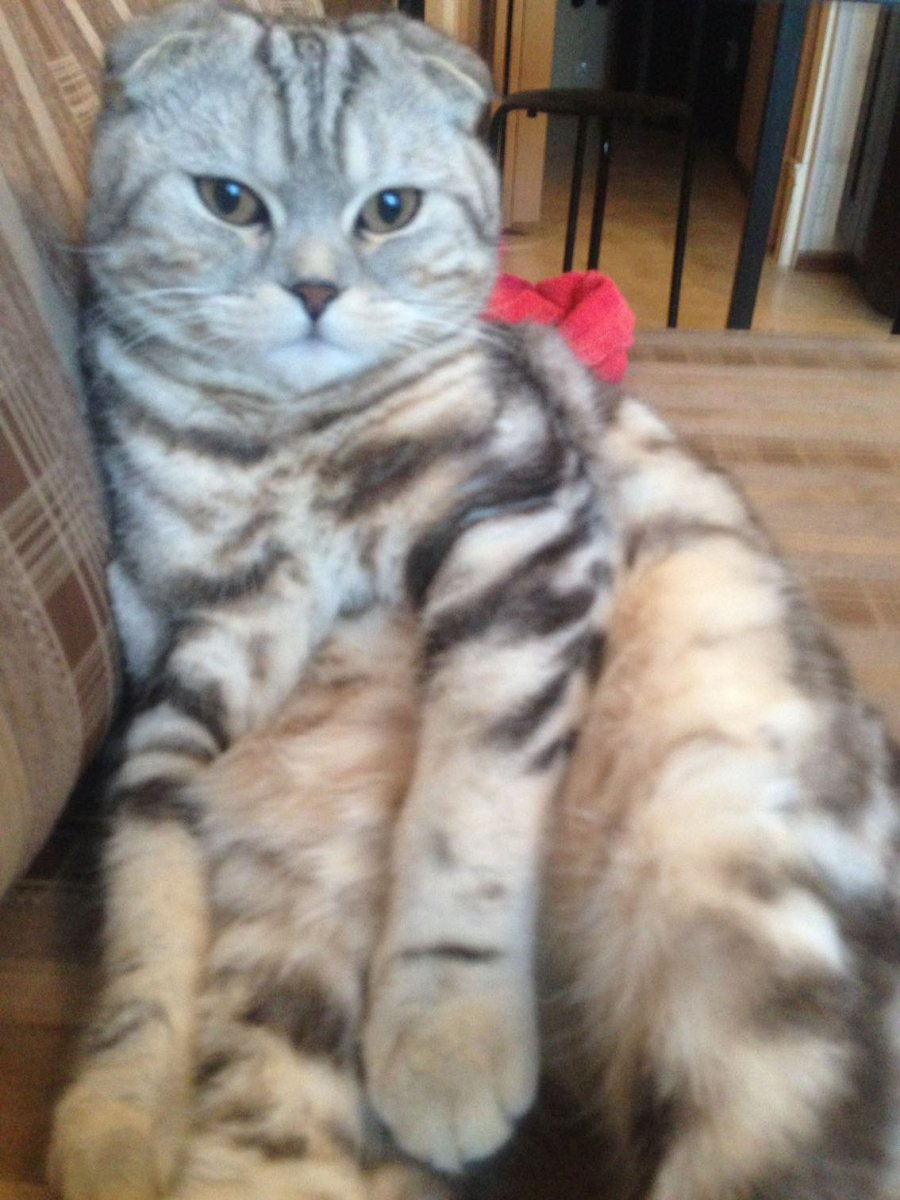 Скоттиш фолд бенгал