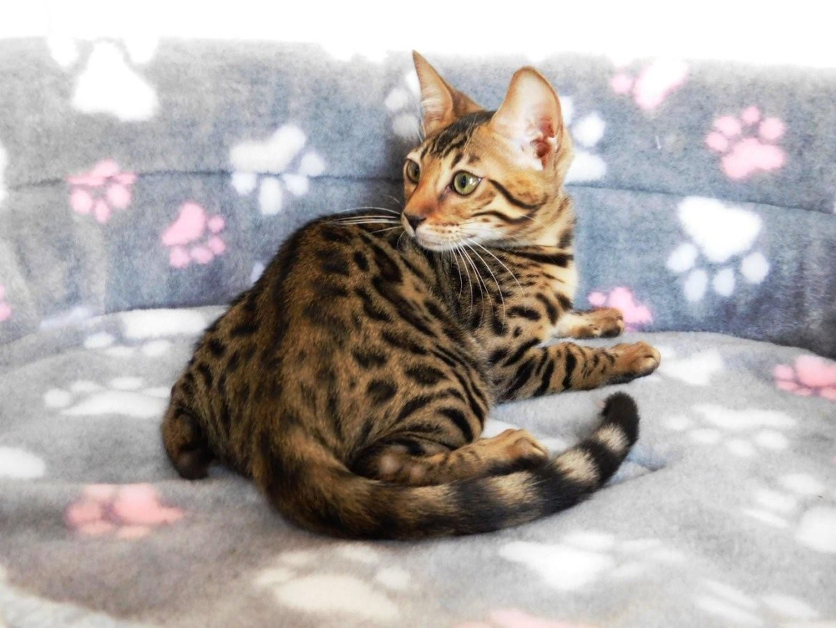 Шотландский вислоухий Беншал