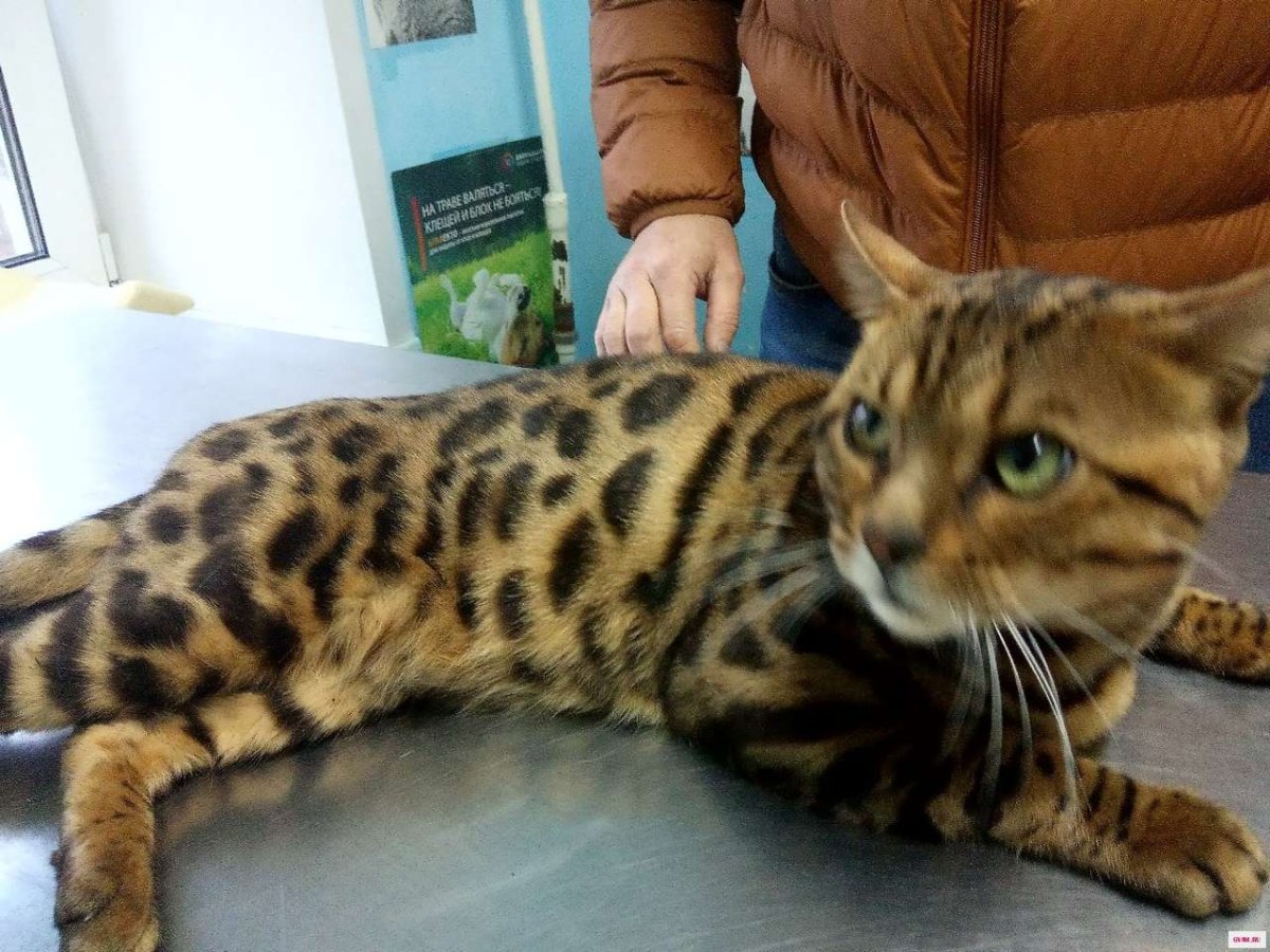 Бенгальский вислоухий кот