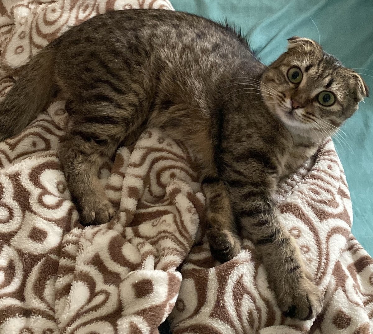 Кошка лёля ищет новую семью