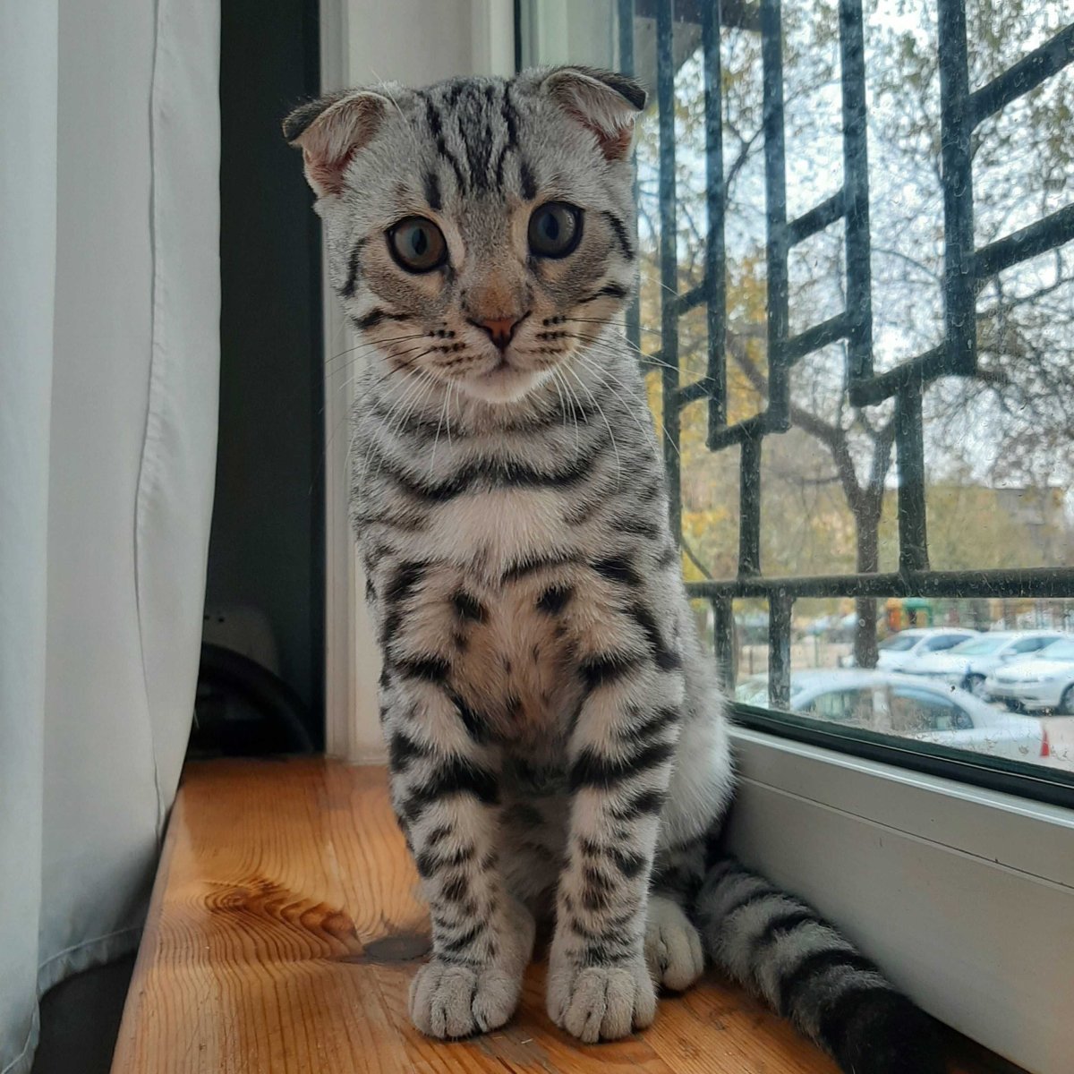 Бенгальская вислоухая кошка