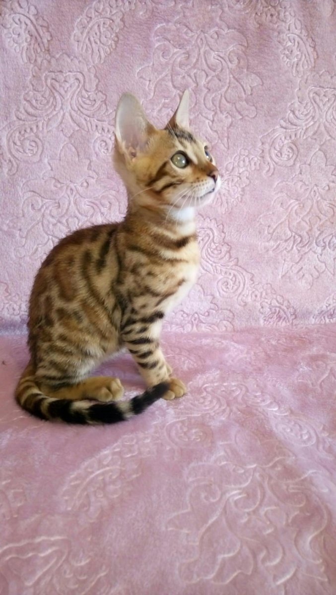 Помесь шотландской и бенгальской кошки