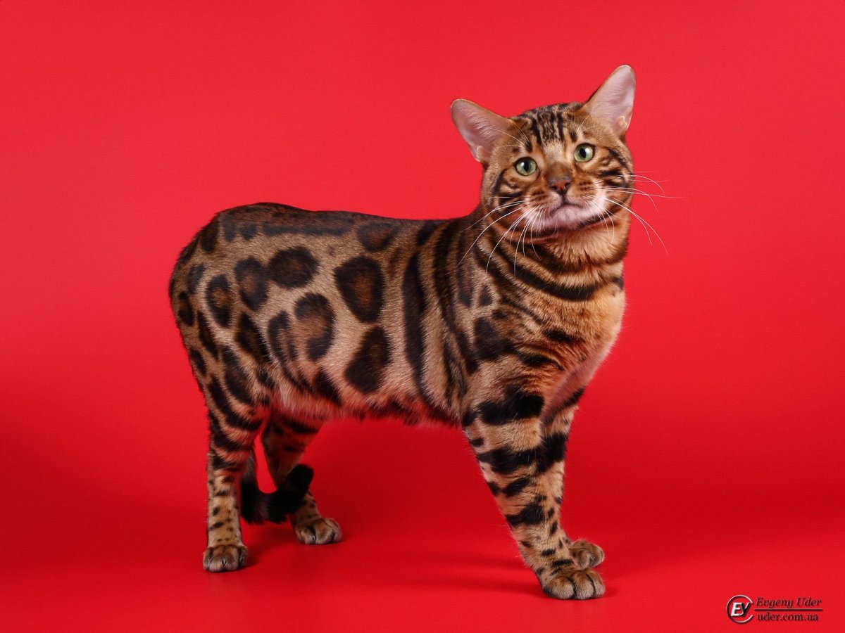 Амати Кей питомник бенгалы