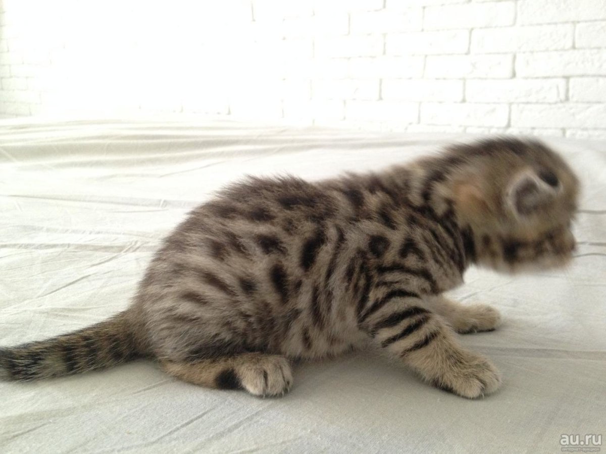 Бенгальская вислоухая кошка