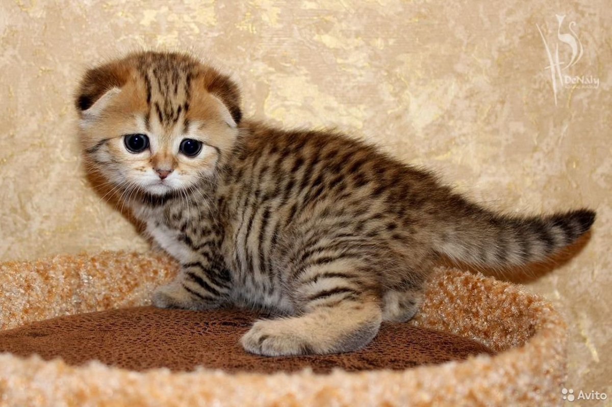 Шотландский Браун табби