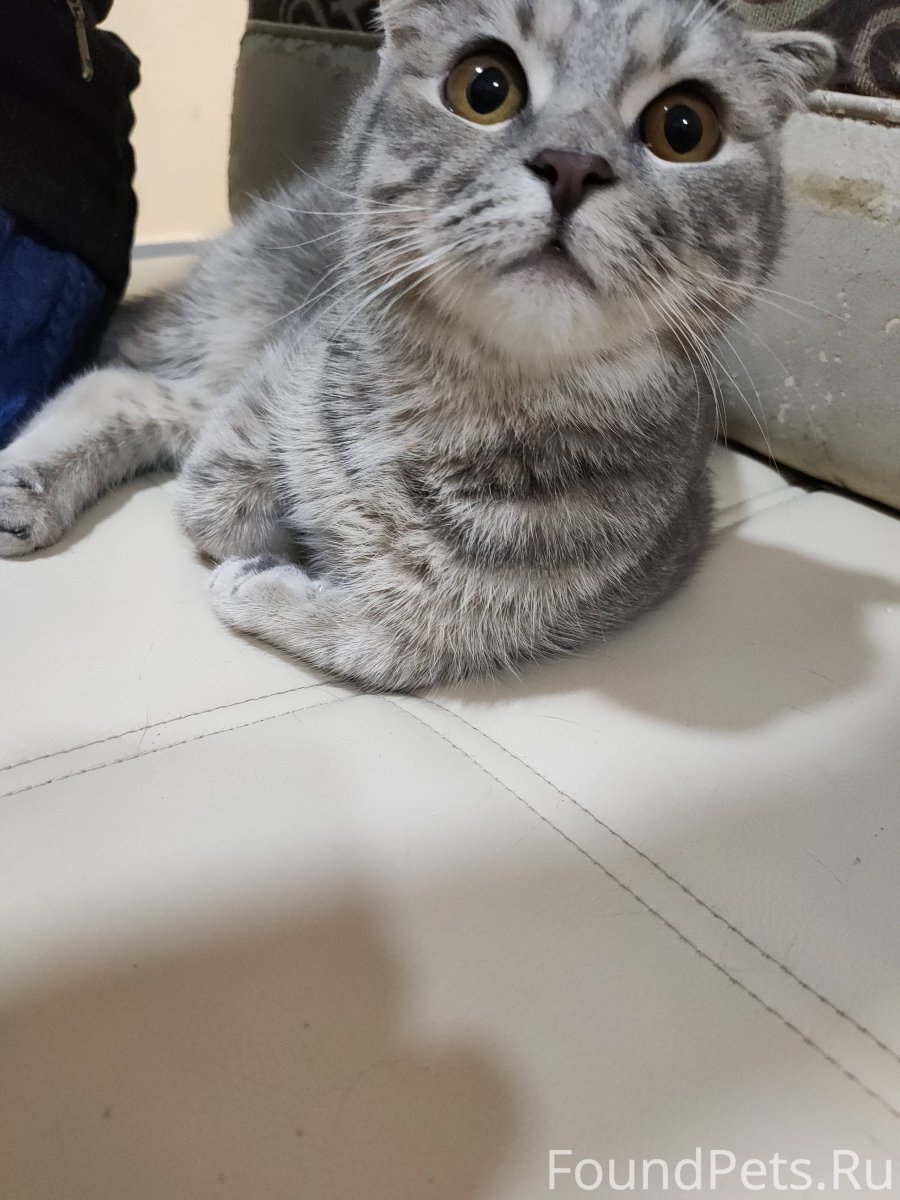 Вещи для вислоухих кошек