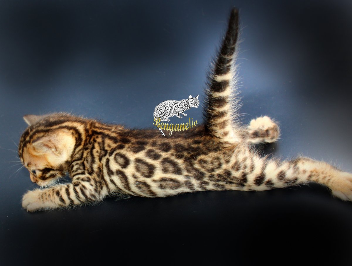 Леопардовый вислоухий кот