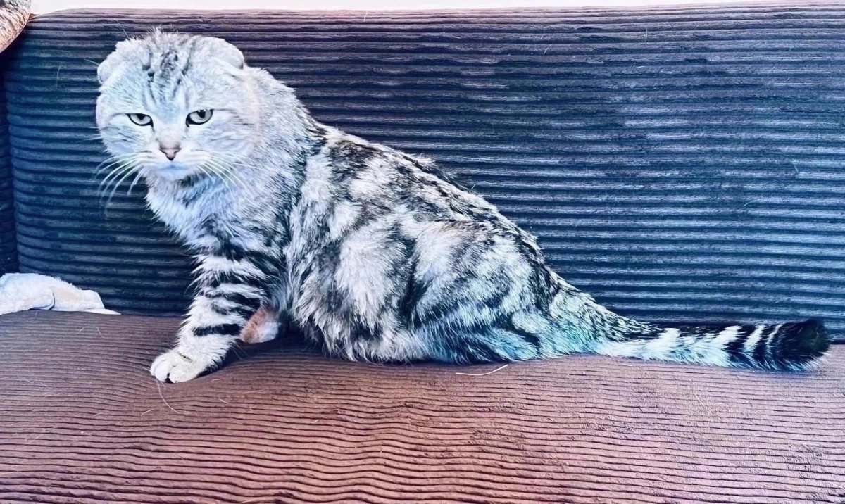 Найден вислоухий кот Раменский