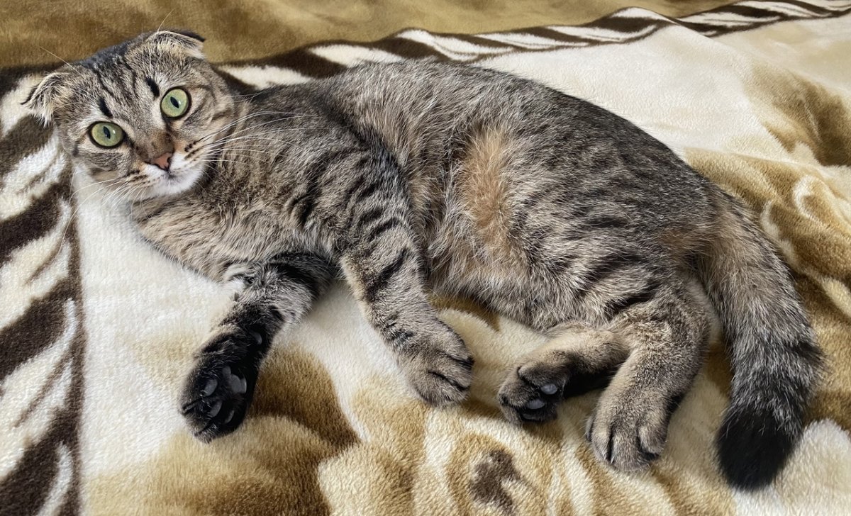 Бенгальская вислоухая кошка