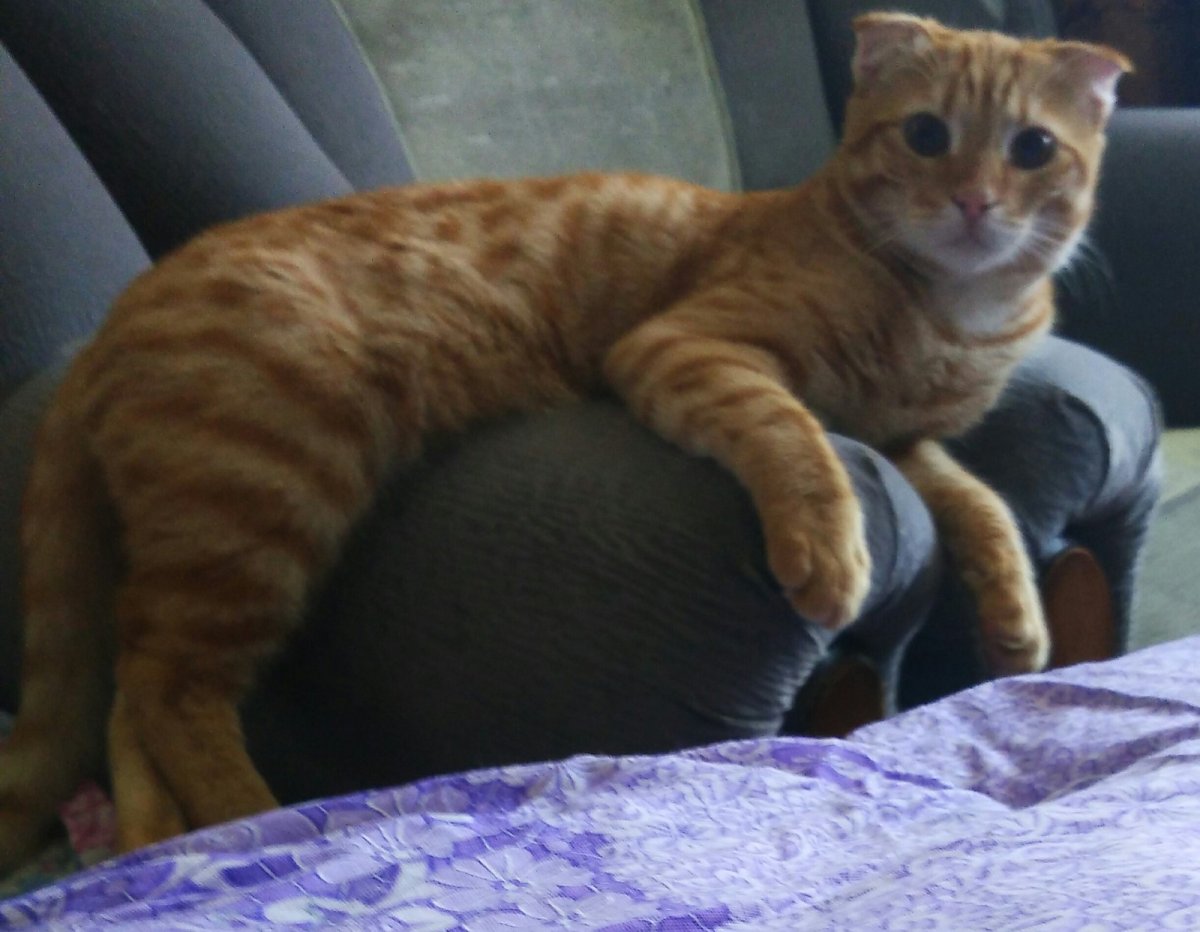 Бенгальская вислоухая кошка